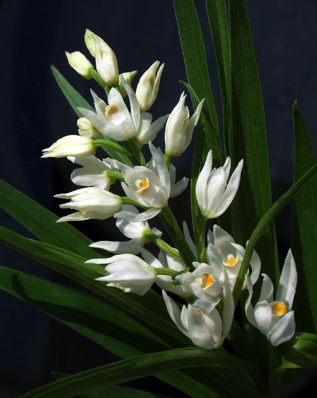 Cephalanthera longifolia e Orchis morio